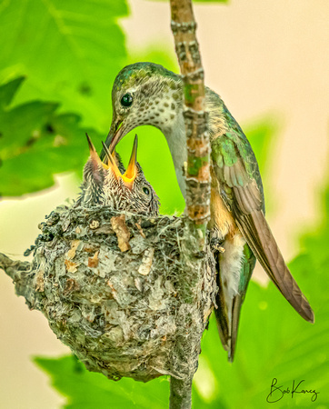 Hungry Hummers!