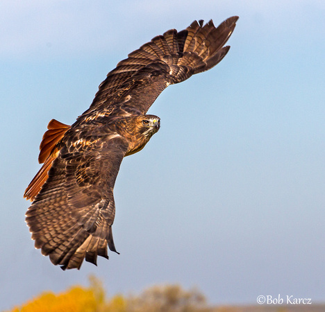 Red tail captive in flight