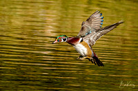 Wood duck Drake with Fall colors