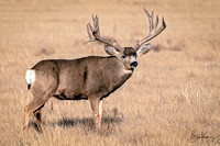 Massive Mule Deer Buck