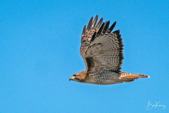 Adult Red-tailed Hawk