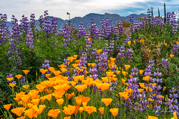 Poppies & Lupine