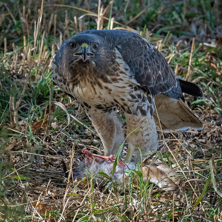 Red-tailed hawk with rabbit for lunch