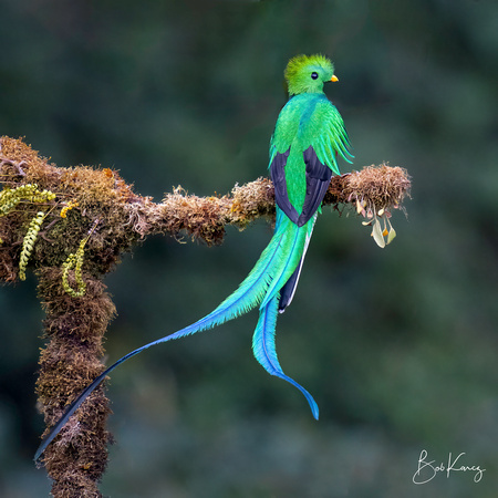 Resplendent Quetzal