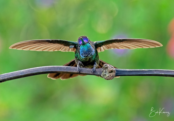 Talamanca (Magnificent) Hummer