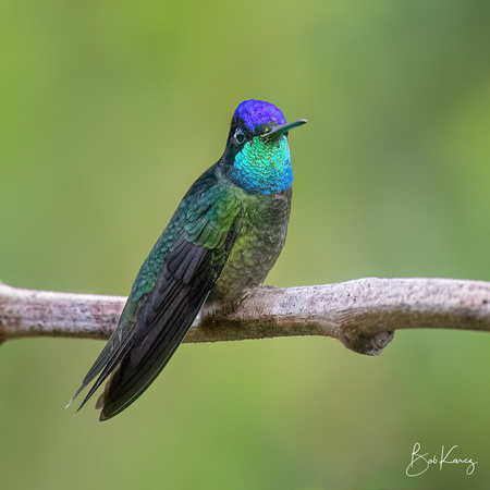 Talamanca Hummer