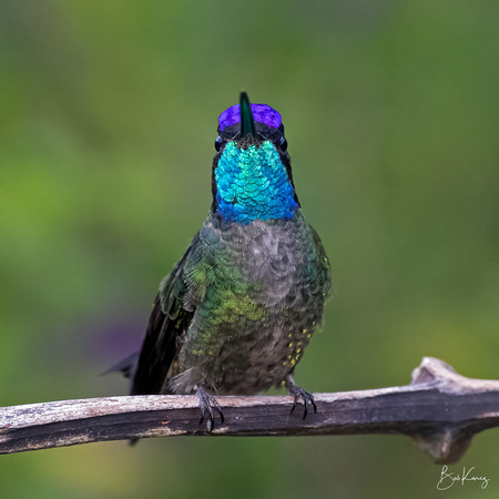 Talamanca Hummer