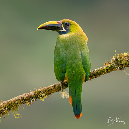 Emerald Toucanet