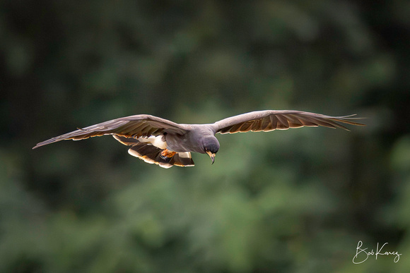 Snail Kite hunting