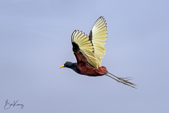 Northern Jacana