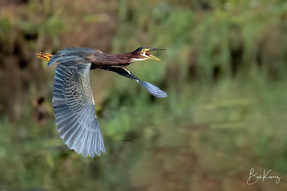 Geen Heron squawking