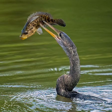 Anhinga (snake fish) with catch