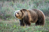 Gorgeous Grizzly!