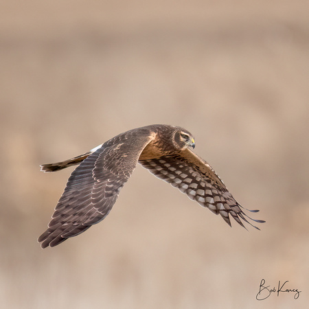 Female Northern Harrier