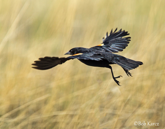 Red Winged Blackbird in flight
