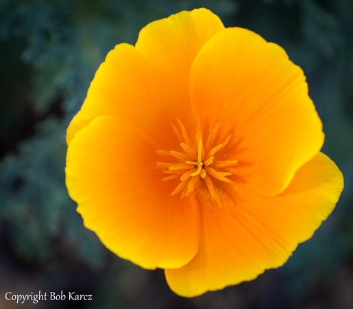 Mexican Poppy- Summit County