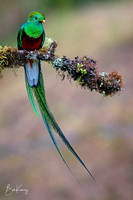 Male Resplendent Quetzal front