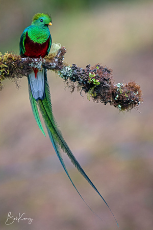 Male Resplendent Quetzal front