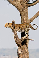 Leopard treed by a Pack of Hyenas