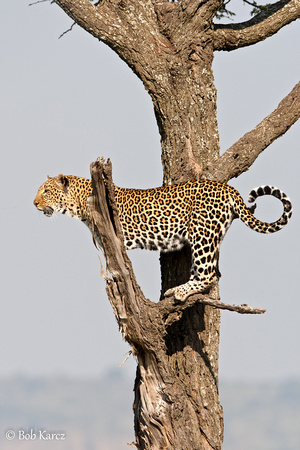 Leopard treed by a Pack of Hyenas