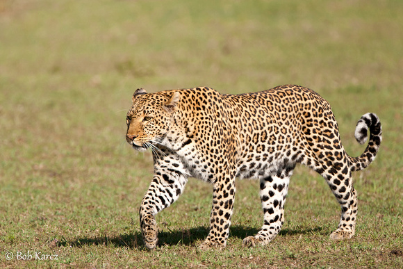 Leopard coming home from hunting