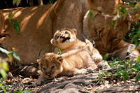 Playful Lion Cubs