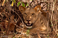 Lioness coveting Impala kill