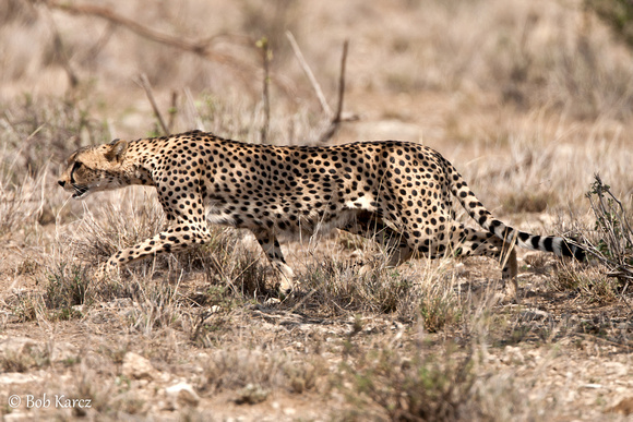 Cheetah stalking prey