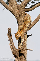 Leopard descending Acacia Tree