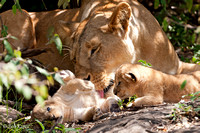 Female Lion & Cubs