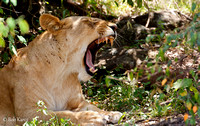 Big Yawn- Female Lion