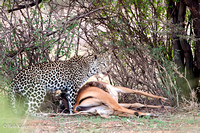 Leopard with Impala kil