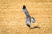 Gray Ghost Male Northern Harrier