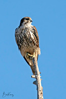 Prairie Falcon on perch