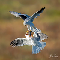 White-tailed Kites