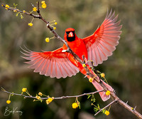 Male Cardinal landing