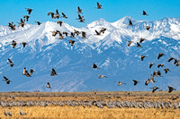 Sand Hill Cranes over the Rockies