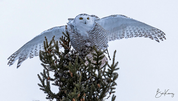 Snowy Owl wings out