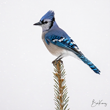 Blue Jay with snow falling