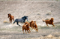 Nakota rounding up his mares