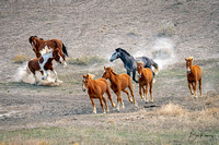 Tango challenging Nakota for his mares