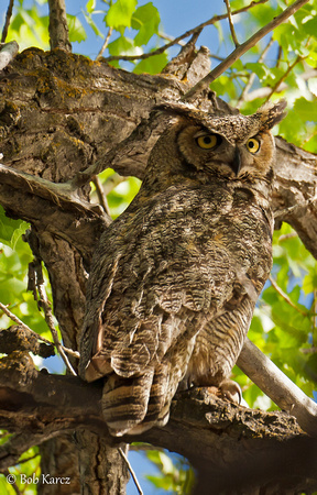 Great Horned mama
