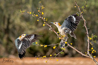 Golden-fronted woodpeckers