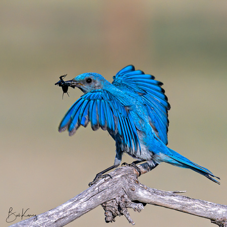 male Mountain Bluebird with insects for the chicks