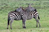 Zebra Greeting