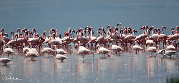Flamingo gathering