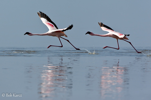 Greater Flamingo liftoff