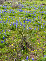 Bluebonnets and Yucca