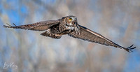 Great Horned Owl with vole