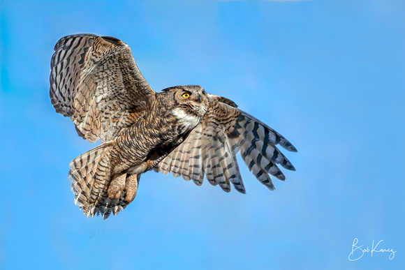 Great Horned Owl in flight
